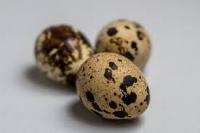 18 oeufs de caille