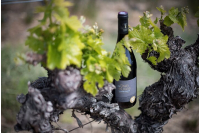 Domaine Des Maladières « Grain de Louna » 2017