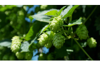 Tisane de fleurs de houblon - Apaisante - vrac - 40g